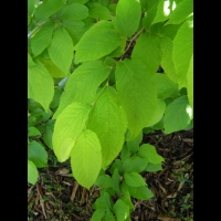 Fortunearia sinensis (fam Hamamelidacees) (Chine) (3)